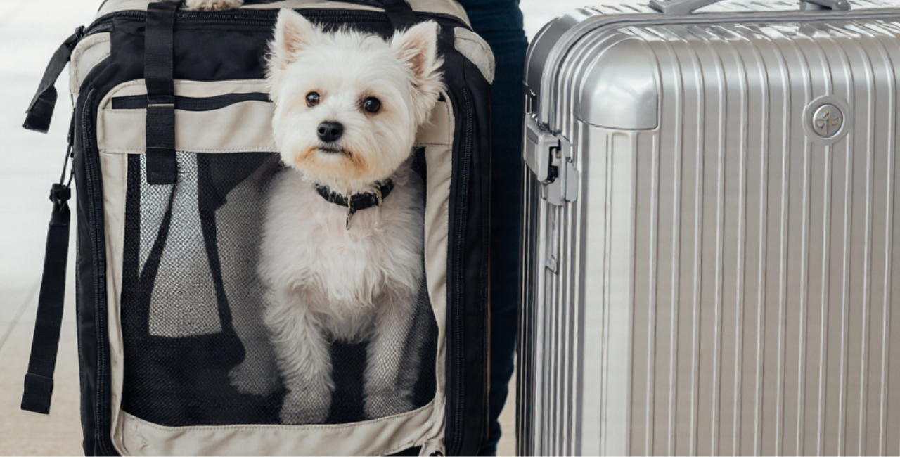 Leia mais sobre o artigo Vantagens do rastreador para pets e bagagens